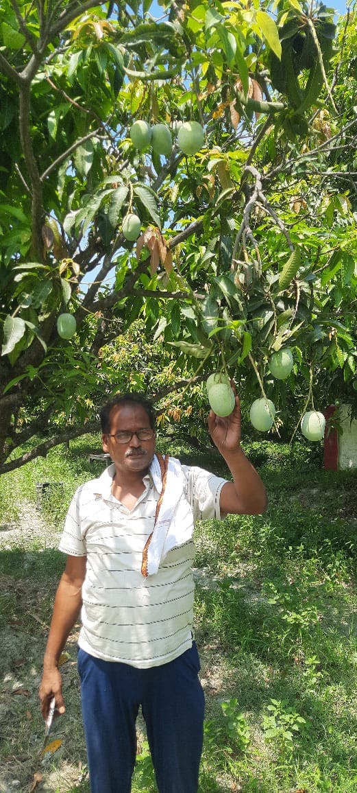 Discovering the Delightful Dudhiya Malda Mango from Bihar